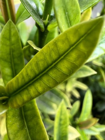 Photo 4 in iPhone 13 Pro Macro mode