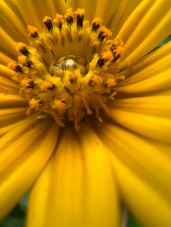 Photo 6 in iPhone 13 Pro Macro mode