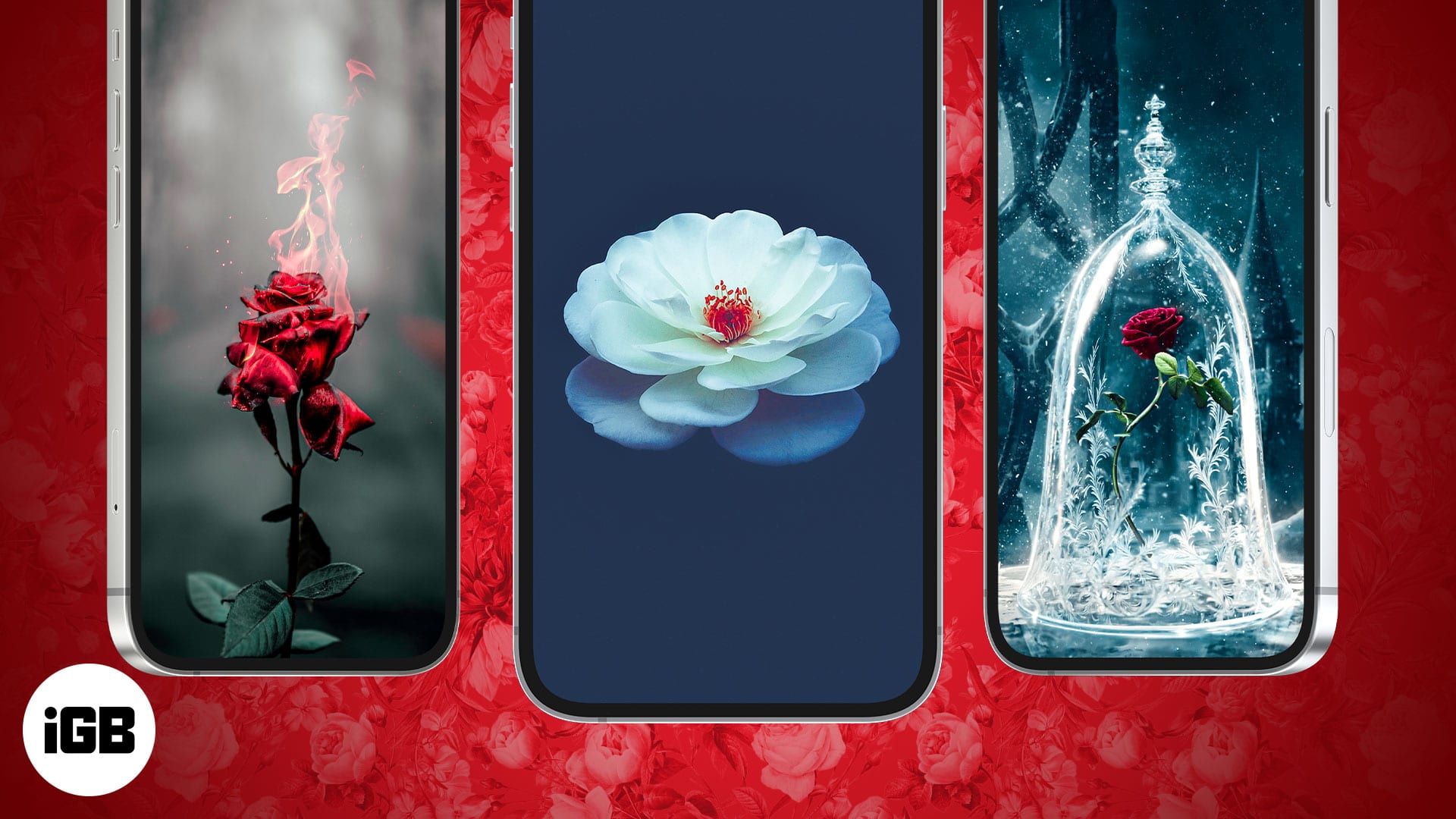 Rose wallpapers for iphone