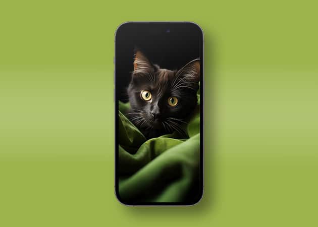 Black cat iPhone wallpaper
