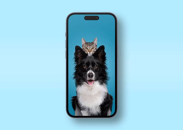 Cat and dog wallpaper for iPhone in HD