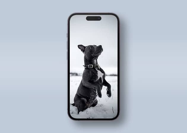 Dog wallpaper for iPhone