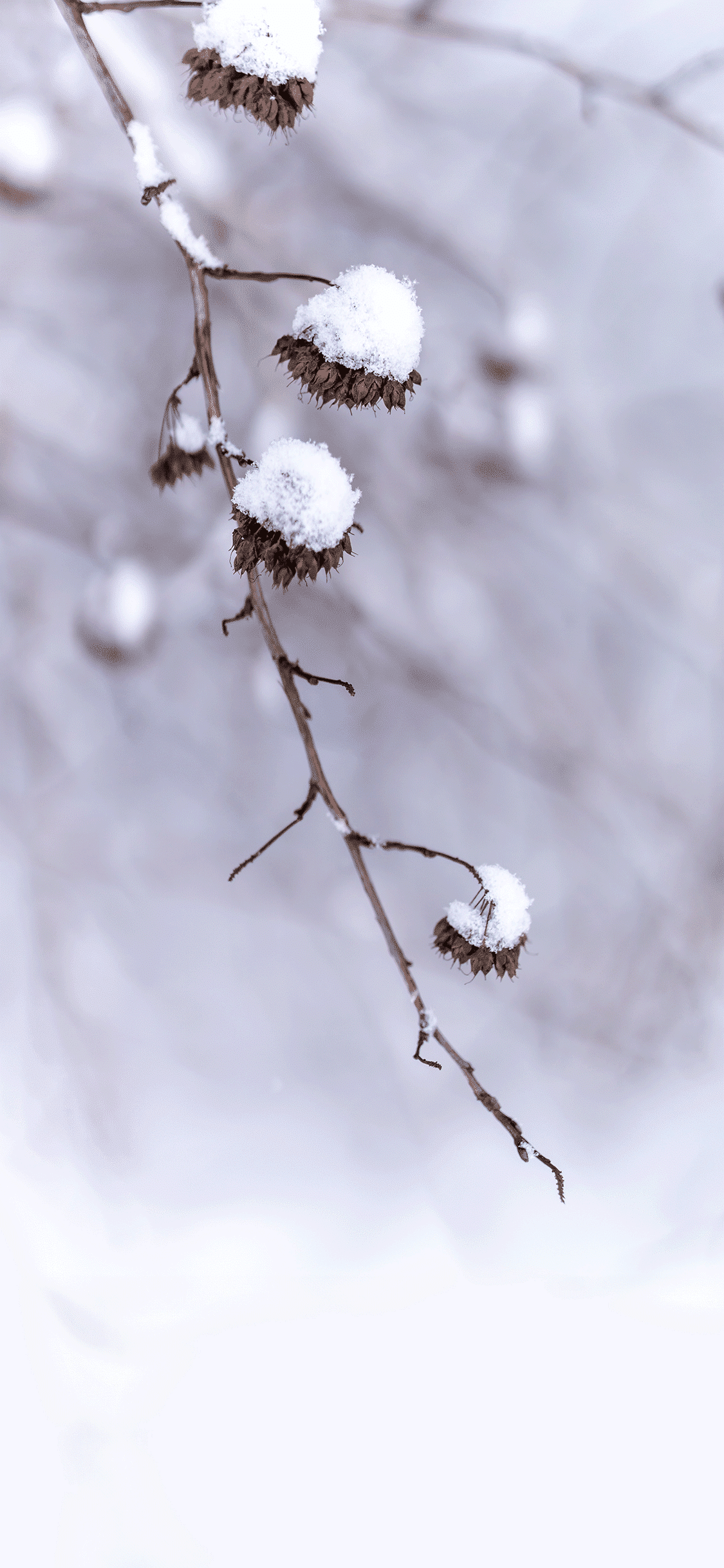 Nature in winter wallpaper