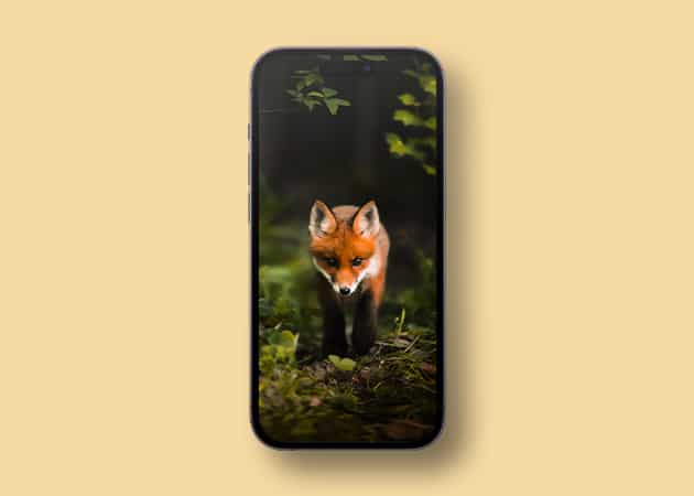 Cute Red Fox wallpaper for iPhone