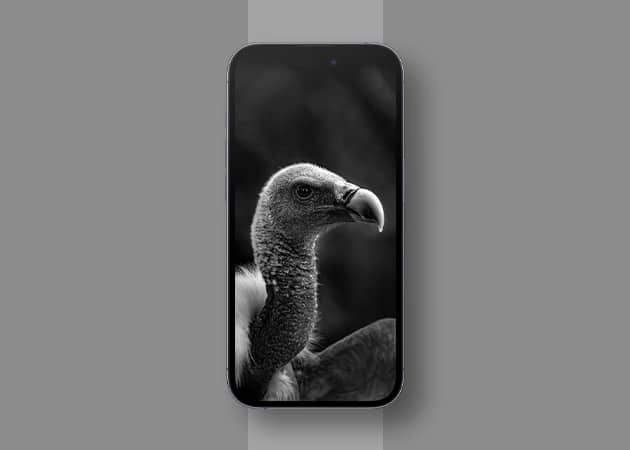 Vulture in Black Background Wallpaper for iPhone