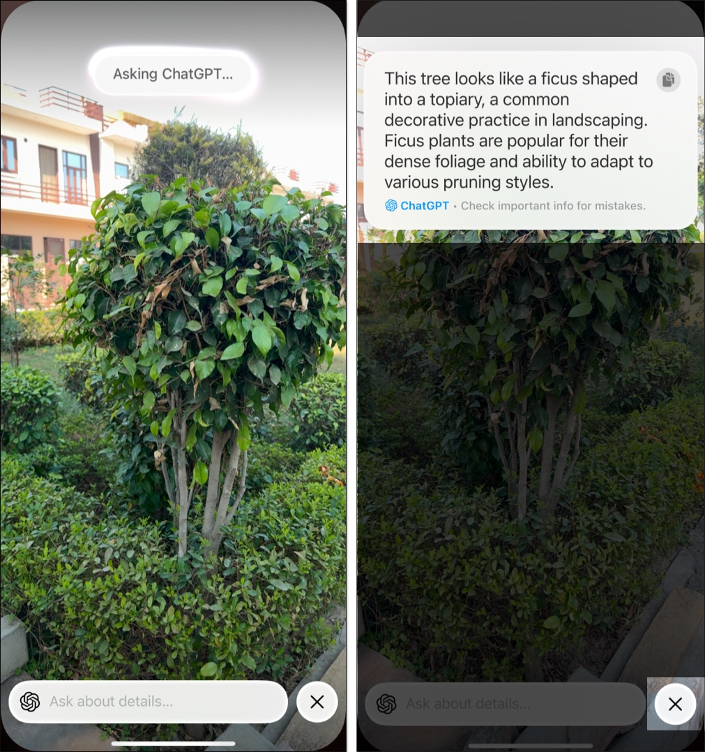 Getting information about a tree with Visual Intelligence's ChatGTP integration on an iPhone 16.