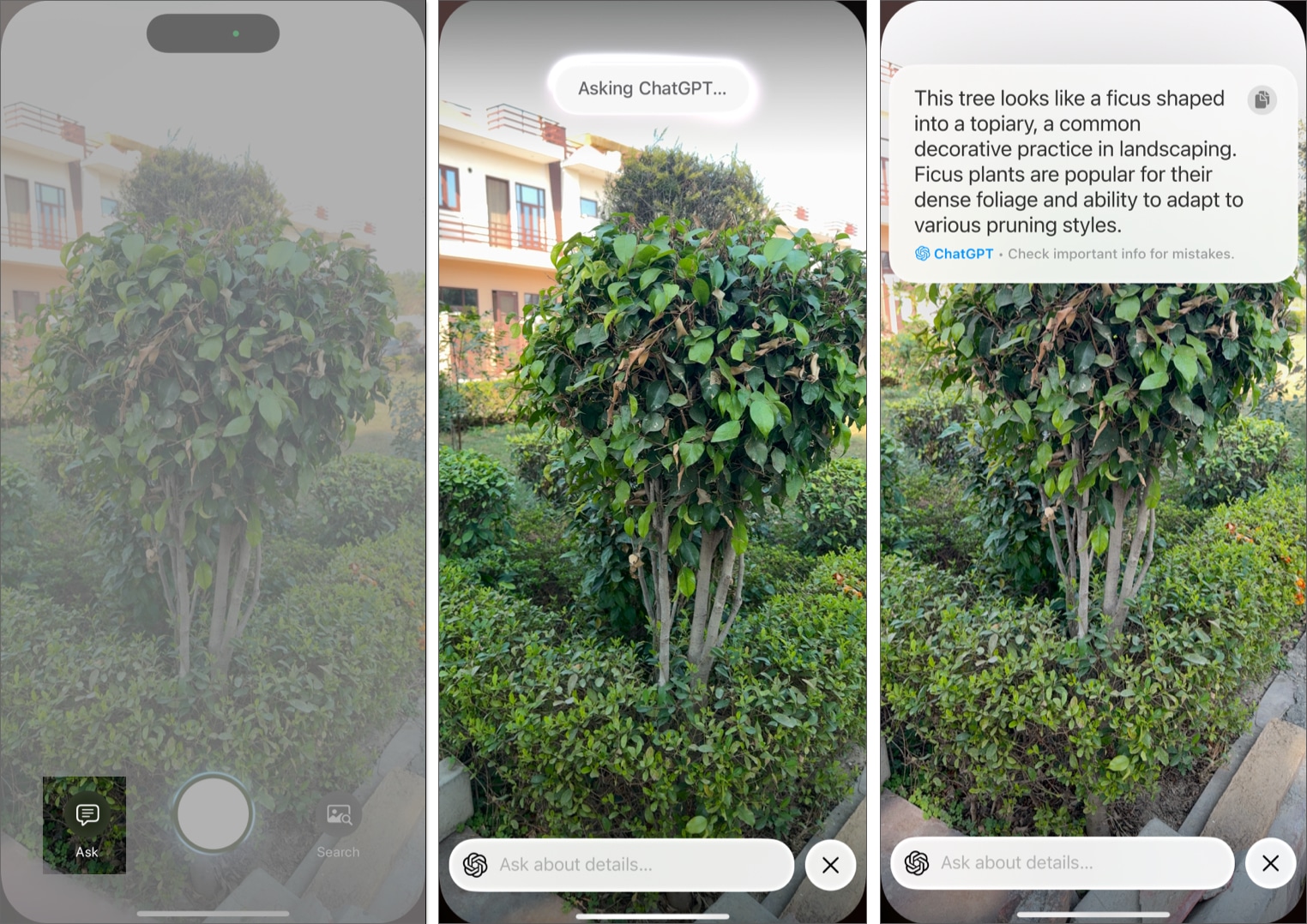 Using ChatGPT with Visual Intelligence to identify a plant on an iPhone